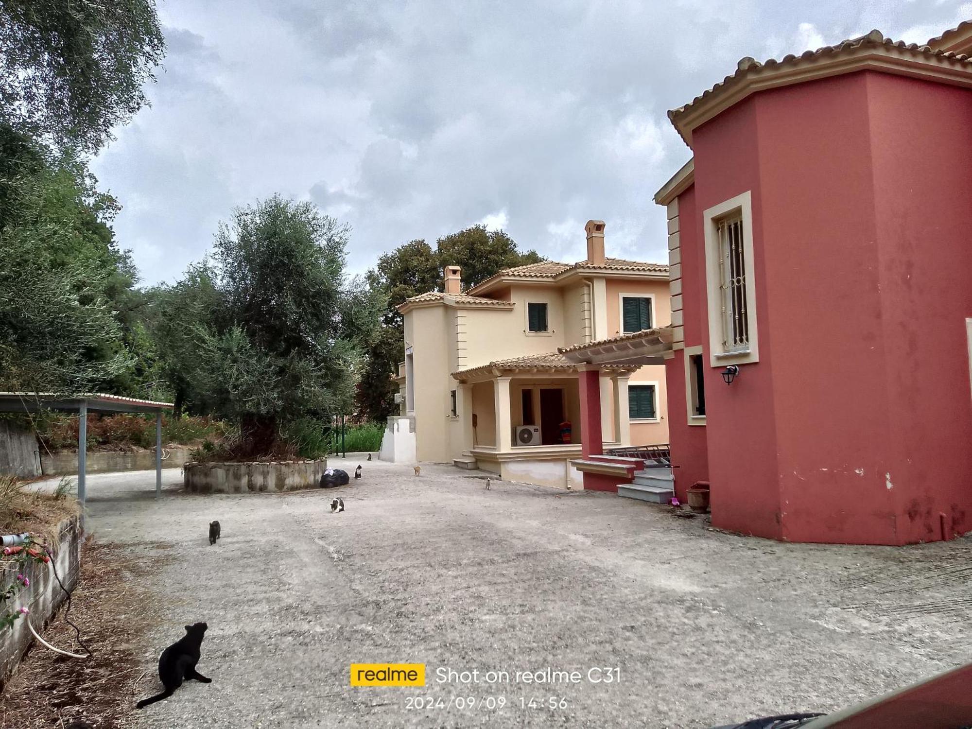 Corfu-aris *